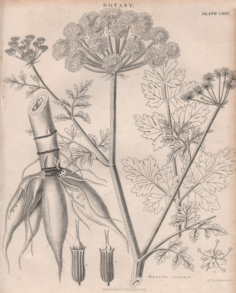 Oenanthe crocata (water dropworts). BRITANNICA 1860 old antique print picture